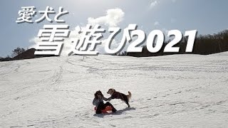 今シーズンラストの雪遊びはソリで思う存分遊べたゴールデンレトリバーのはっち