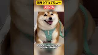 把开心写在了脸上～#柴犬 #萌宠出道计划 #宅家治愈记