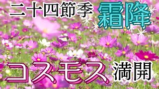 「高知県宿毛市でコスモスが見頃を迎えています！」2024/10/24放送こうちeye