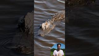 1000 #alligators at Myakka River State Park in #florida