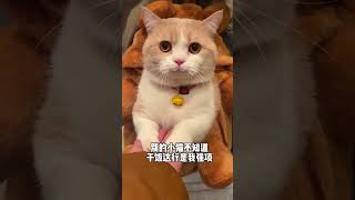 其它小猫不知道,但干饭我超专业! #心思全写在脸上的猫 #小奶猫的成长日记 #谁能拒绝傻憨憨的小猫咪 #这是我一手养大的猫