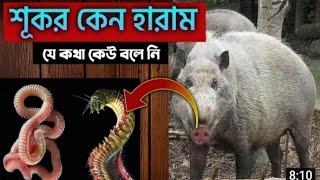 ইসলাম এ শুকর খাওয়া হারাম কেন ? এর যৌক্তিকতা কতটুকু এর সম্পর্কে আমাদের ভিডিও || Pig meat harmful