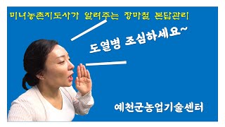 장마철 벼관리 잎도열병관리 농촌지도사가 알려주는 도열병 방제 예방법