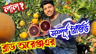 ভেতরে লাল হচ্ছে কোন কোন লেবু? ব্লাড অরেঞ্জ ও নেভাল অরেঞ্জ এর ভালো জাত কোনগুলো?