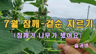 7월 태강참깨 곁순 제거