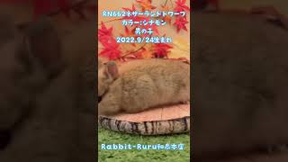 うさぎベビーちゃんデビューです🐰✨【和泉本店】　#shorts