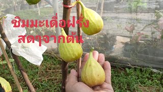 ชิมมะเดื่อฝรั่งสดๆจากต้นกันครับ#มะเดื่อฝรั่งอุทุมพร #figs #มะเดื่อฝรั่ง