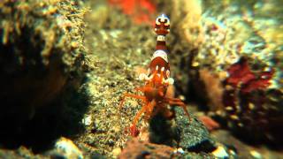 Bali Diving HD - Tulamben Close Up \u0026 Macro