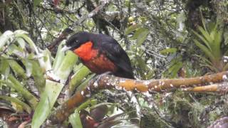 Birds of Colombia | Aves de Colombia