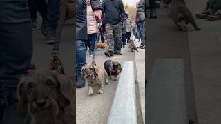 Paris sausage walk 2022 ep.1 #dachshund #такса #таксыдальнобойщики