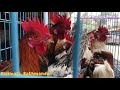 लाेकल कुखुरा local chicken at kathmandu s market nepal