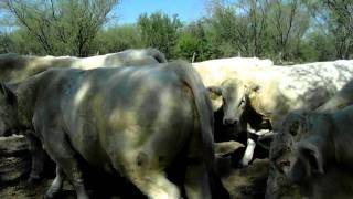 TORETES CHAROLAIS DE REGISTRO, RSJ.N LOSGANADEROS.COM