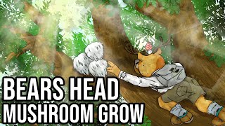 Bears Head/Lion's Mane Mushroom Grow Part 1 -  Cleaning up Contam