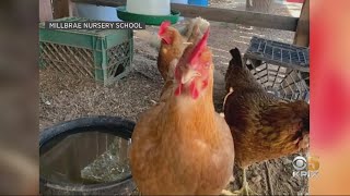 Authorities Investigate Mutilation And Killing Of Chickens At Millbrae Preschool