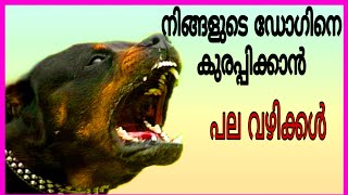 നിങ്ങളുടെ ഡോഗ് കുരക്കുന്നില്ലേ? Dog not barking at strangers |start barking|