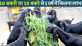 जाने बकरी पालन में 10 बकरी या 10 बकरे से 1 वर्ष में कितना लाभ॥Commercial goat farming trick and tips