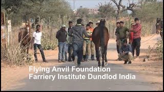 Running with shoes, Flying Anvil Foundation Farriery Institute Dundlod India