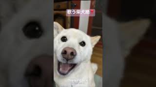 歌う柴犬😘　#柴犬 #shibadog #pets #song