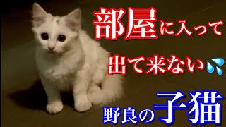 普通に部屋に入って行く野良子猫が可愛すぎる