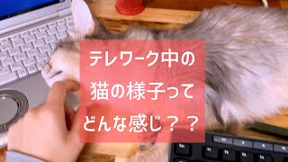 【テレワーク】在宅勤務中の猫と飼い主。