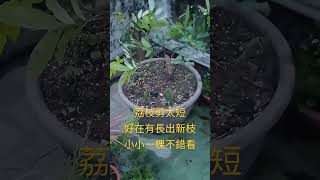 從荔枝種籽開始種 應該有10年了