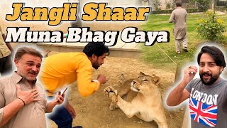 jangli shaar kay pinjry mein ghus gay 🙄 | Muna Bhag Gaga 😂 | AB Zoo |