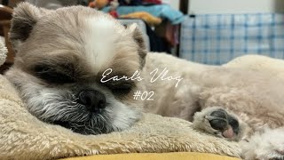 [Vlog] Earl's Days / アールさんの日常 (シーズー) #02 〜お休みタイム〜