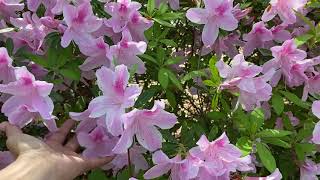 Azaleas in full bloom