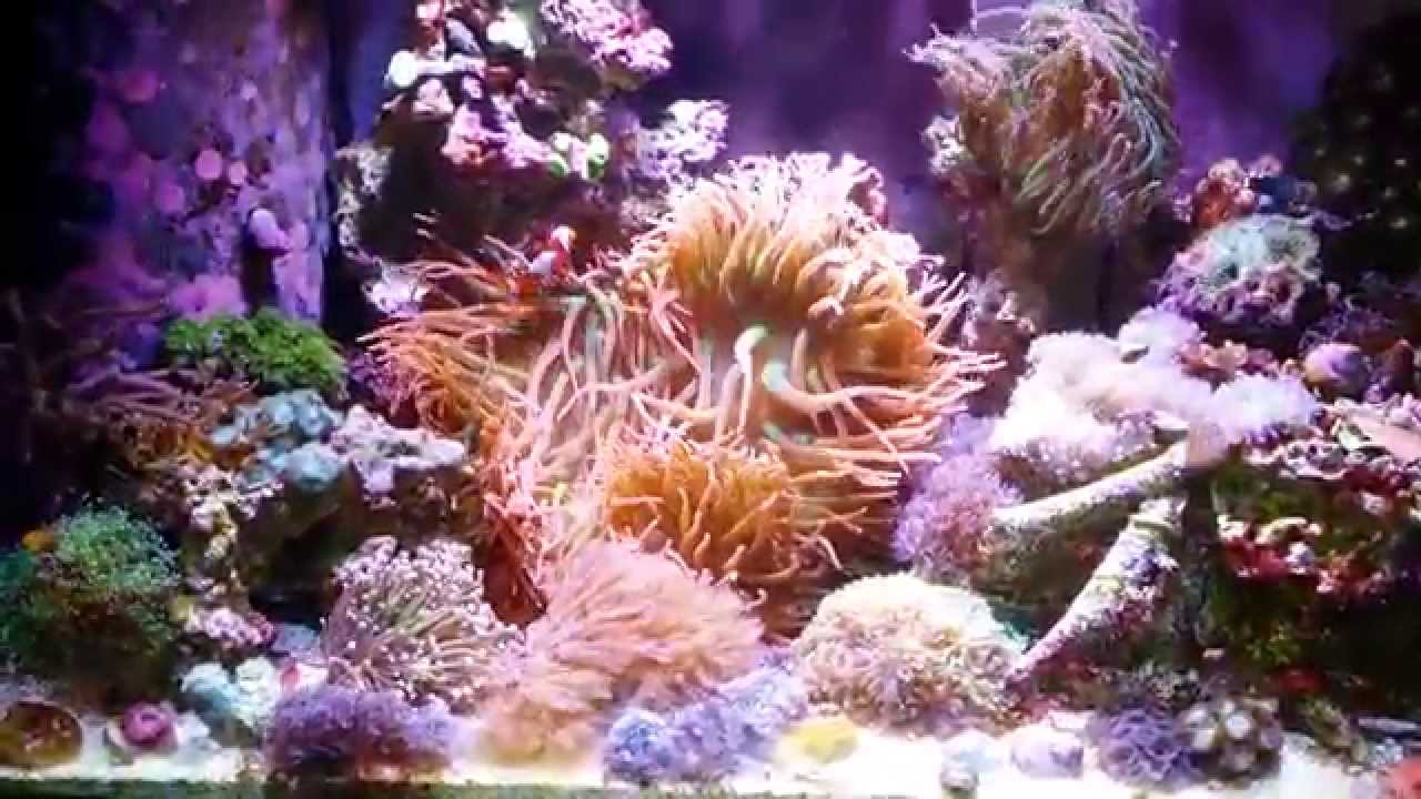 Mix Reef, Snowflake Clownfish Spawning - YouTube