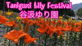 TANIGUMI LILY GARDEN |谷汲ゆり園