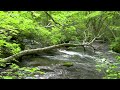 【4kbgm】奥入瀬渓流　三乱の流れ　約5時間　作業や勉強、睡眠に　the surface of the river shines brightly. 5ｈ nature song　 23