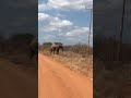 When duty calls 🐘 #elephant  #wildlife