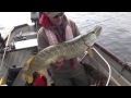 how to catch big pike and perch with matt hayes