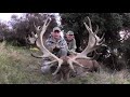 Giant 500inch red stag hunt in New Zealand