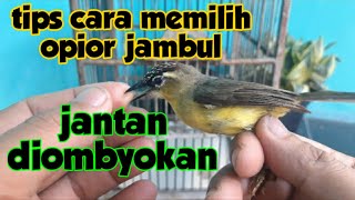 TIPS MEMILIH OPIOR JAMBUL JANTAN DIOMBYOKAN