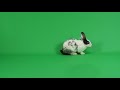 Rabbit walking and stop on green screen background. #greensceen #rabbit #animals