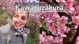 First Cherry Blossoms of the Year | Kawazuzakura in Tsukumi, Oita