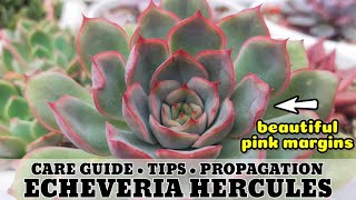 147 ECHEVERIA HERCULES SUCCULENT CARE GUIDE || Succulent Care Tips 다육식물 多肉植物 Suculentas