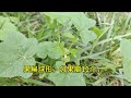 冬葵也叫葵菜等，古代是重要蔬菜，现在仍然具有食用、药用等价值