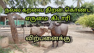 நல்ல கறவை திறன் கொண்ட எருமை கிடாரி விற்பனைக்கு