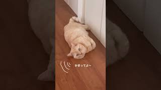 甘えん坊猫さん🐈　#ねこ #ねこのいる生活 #猫 #猫vlog #猫との暮らし #cat #cats