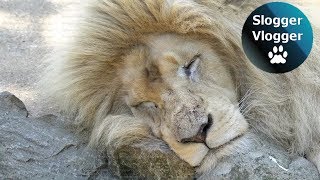 White lioness shocked by male lion's advance