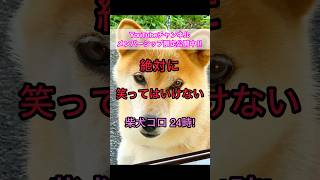 笑ってはいけない柴犬コロ😂 #柴犬コロ #おもしろ #面白い #笑ってはいけない #爆笑 #犬 #shibainu #dog #絶対に笑ってはいけない #funny