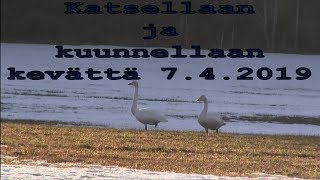 Katsellaan ja kuunnellaan kevättä 7.4.2019