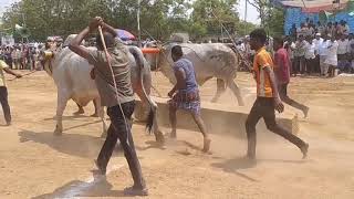 కాసన్నేని రాజా చౌదరి,గన్నవరం(ఆవులంపల్లి \u0026సింహ)కోడిగుడ్లపాడు సీనియర్స్ 2వ ప్లేస్ 3055 అడుగులు(80k)