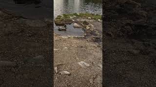 ducks on Lakes Roháče / Roháčske plesá