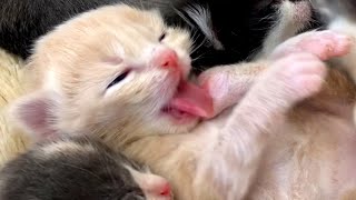 Kitten sucks its paw so cute