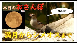 満月から風速8mになり鳥も鳴かず飛ばず・本日のおっさんぽ