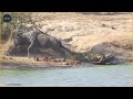 25 moments craziest crocodile attack u0026 ki.ll lion on camera