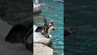 🐧✨ 可愛らしいフンボルトペンギンをご紹介！